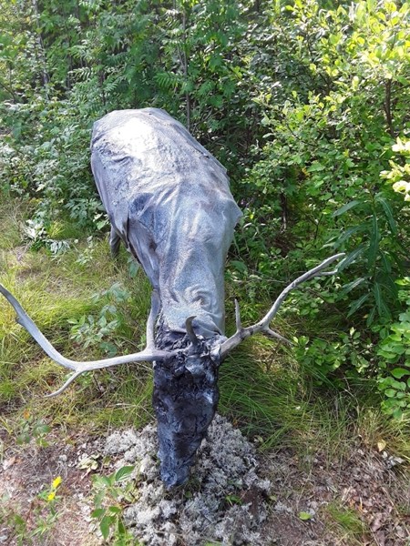 Kankaalla peitetty, sarvipäinen eläinhahmoveistos metsän reunassa